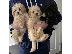 PoulaTo: poodle διαθέσιμο kc reg;